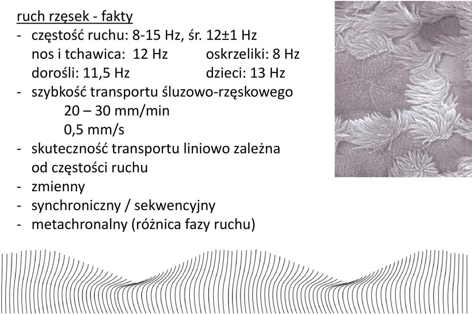 szybkość transportu śluzowo-rzęskowego 20 30 mm/min 0,5 mm/s - skuteczność