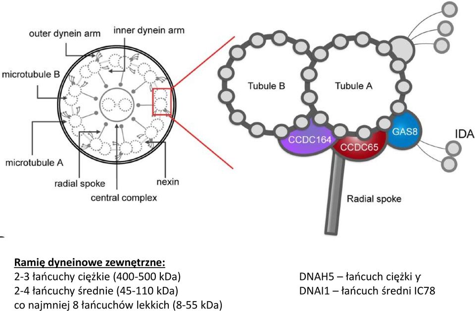 2-4 łańcuchy średnie (45-110 kda) DNAI1
