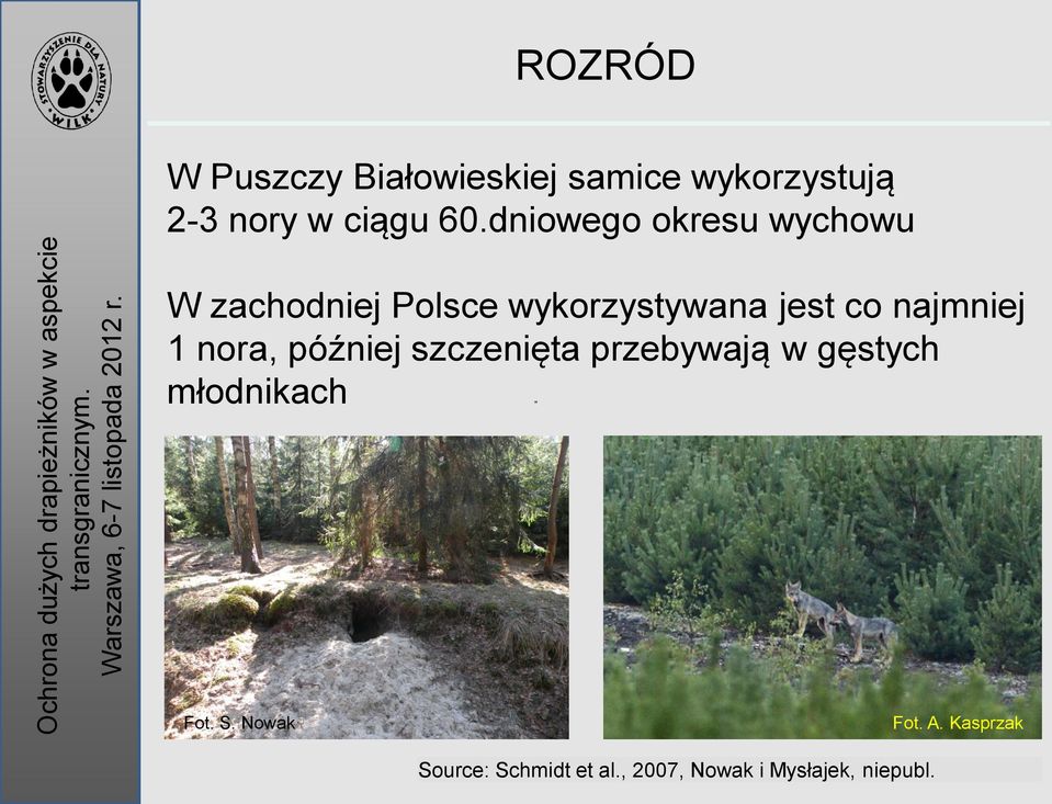 najmniej 1 nora, później szczenięta przebywają w gęstych młodnikach Fot.