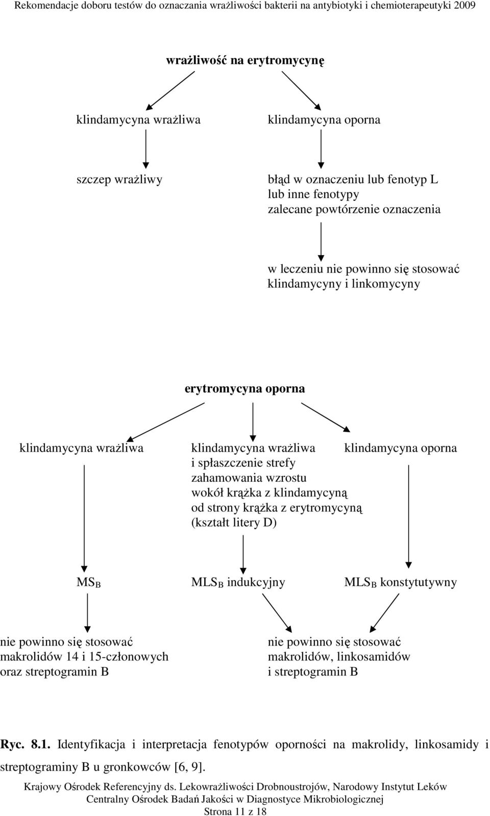 klindamycyną od strony krążka z erytromycyną (kształt litery D) MS B MLS B indukcyjny MLS B konstytutywny nie powinno się stosować makrolidów 14 i 15-członowych oraz streptogramin B nie