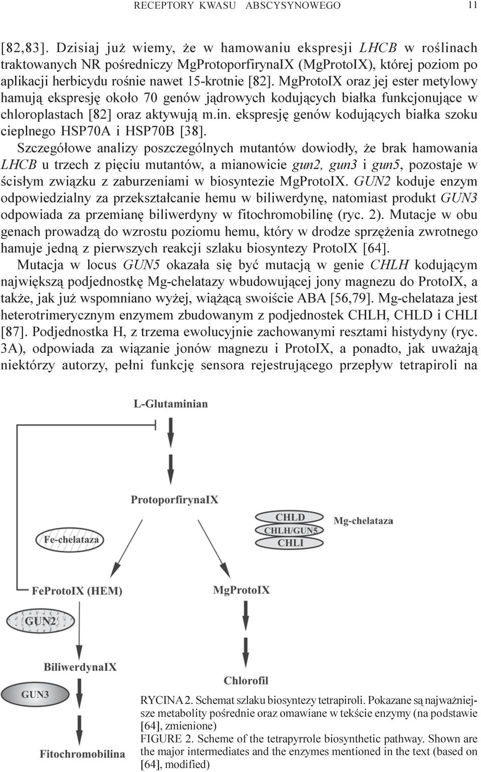 MgProtoIX oraz jej ester metylowy hamuj¹ ekspresjê oko³o 70 genów j¹drowych koduj¹cych bia³ka funkcjonuj¹ce w chloroplastach [82] oraz aktywuj¹ m.in.