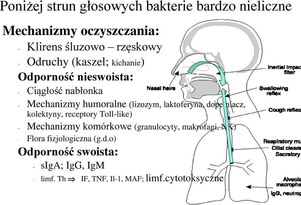 laktoferyna, dopełniacz, kolektyny, receptory Toll-like) Mechanizmy komórkowe (granulocyty, makrofagi,