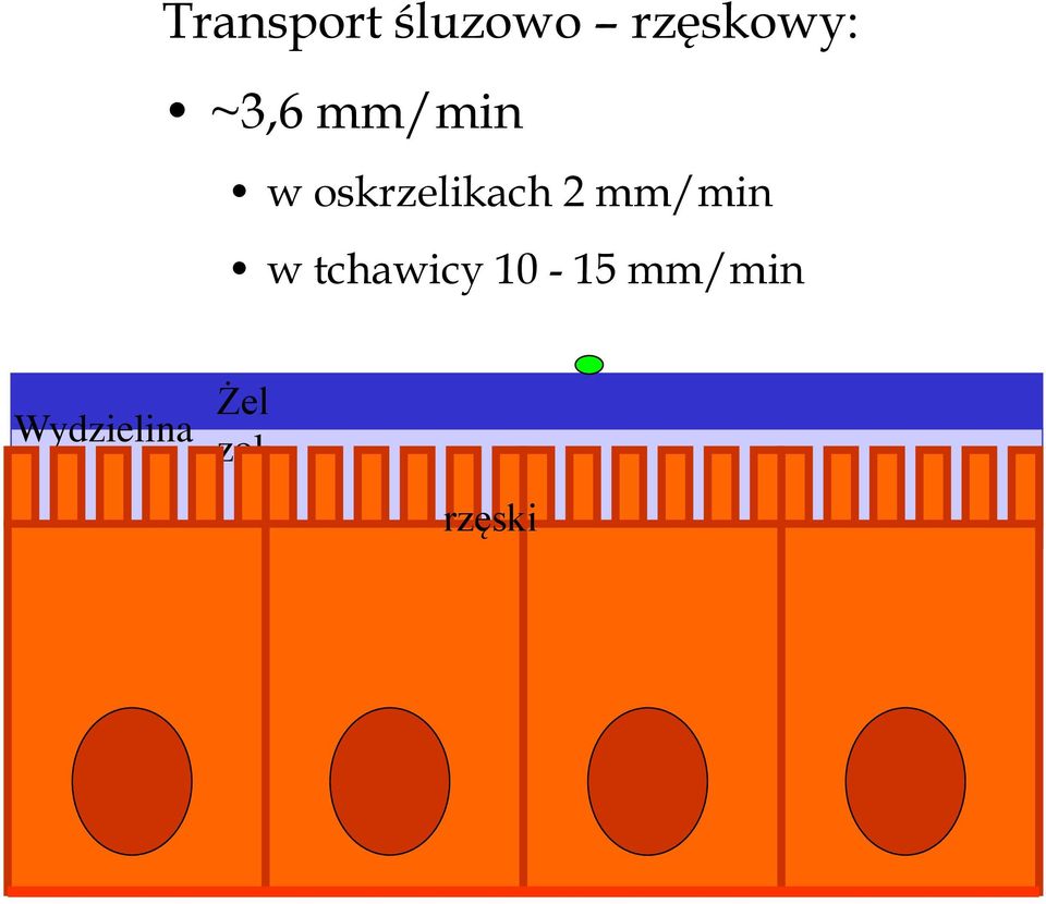 mm/min w tchawicy 10-15