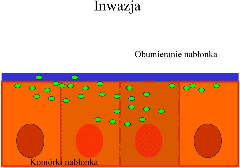 nabłonka