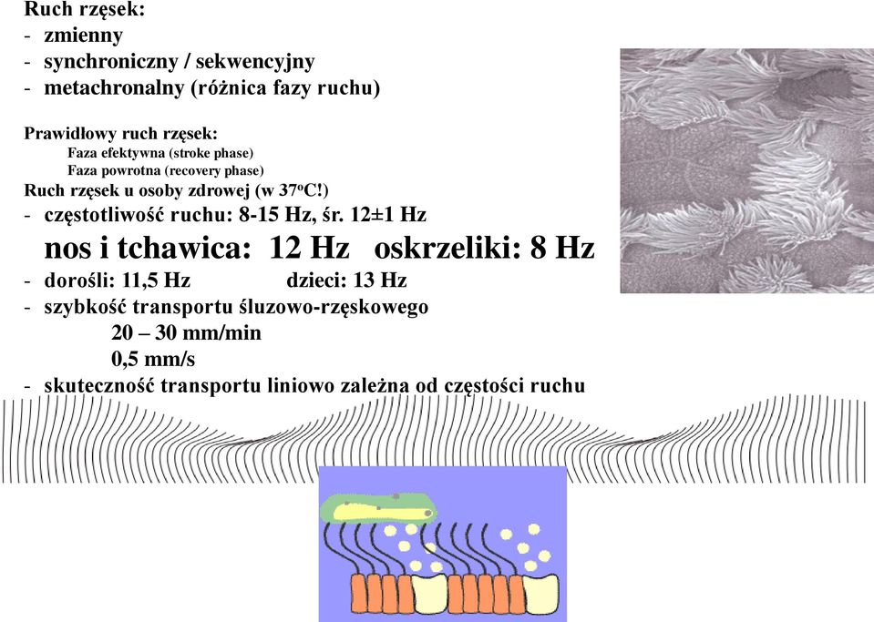 ) - częstotliwość ruchu: 8-15 Hz, śr.