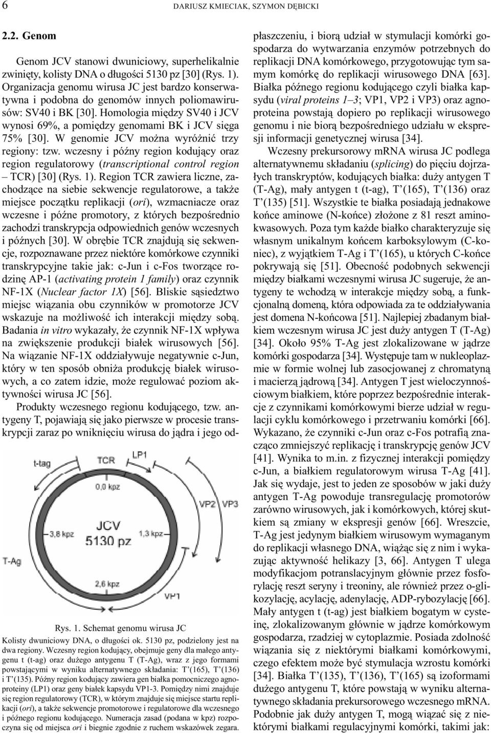 PóŸny region koduj¹cy zawiera gen bia³ka pomocniczego agnoproteiny (LP1) oraz geny bia³ek kapsydu VP1-3.