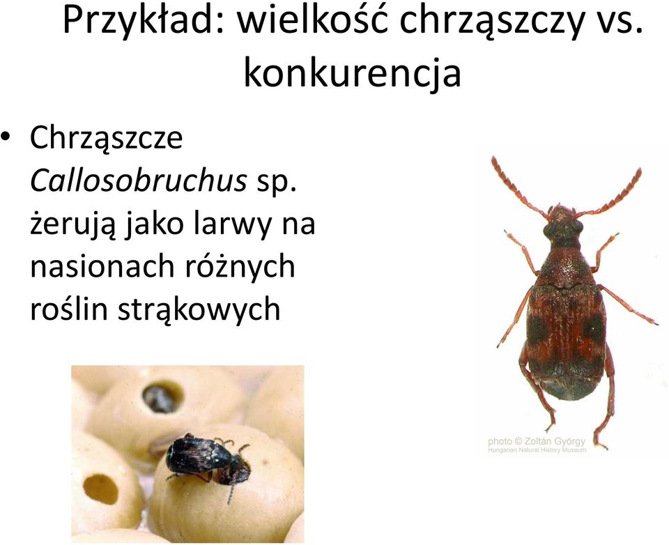 żerują jako larwy na nasionach