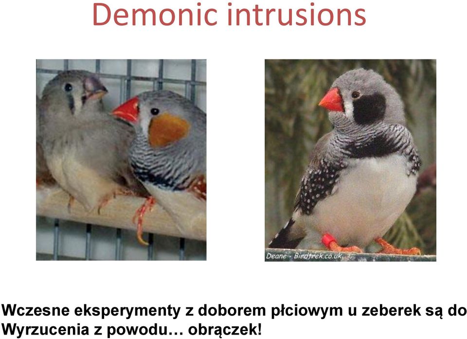 doborem płciowym u