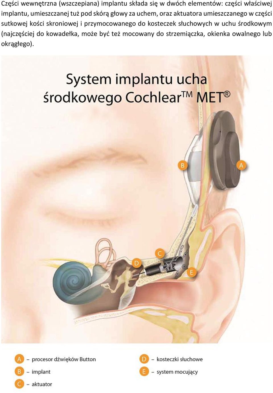 sutkowej kości skroniowej i przymocowanego do kosteczek słuchowych w uchu środkowym