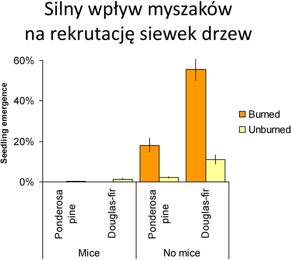 Silny wpływ myszaków na rekrutację