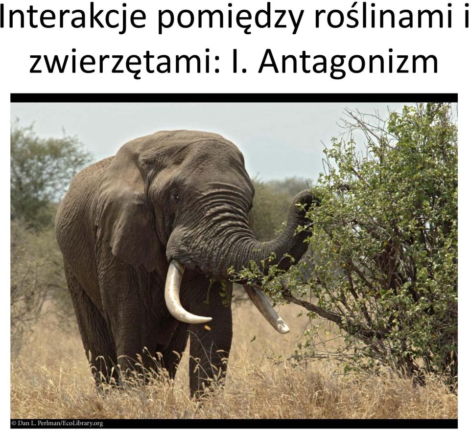 roślinami i