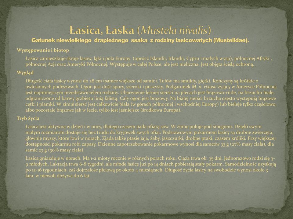 Kończyny są krótkie o owłosionych podeszwach. Ogon jest dość spory, szeroki i puszysty. Podgatunek M. n. rixosa żyjący w Ameryce Północnej jest najmniejszym przedstawicielem rodziny.