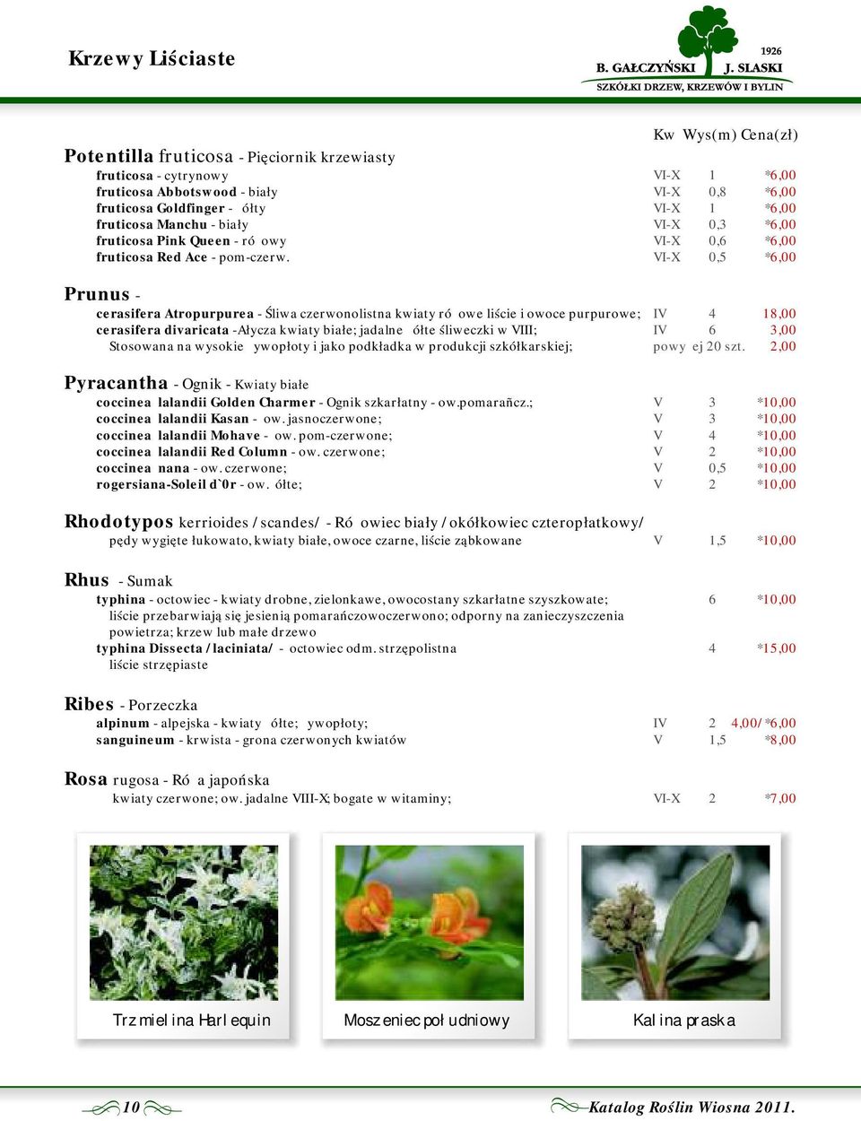 Kw Wys(m) Cena(zł) VI-X 1 * VI-X 0,8 * VI-X 1 * VI-X 0,3 * VI-X 0,6 * VI-X 0,5 * Prunus - cerasifera Atropurpurea - Śliwa czerwonolistna kwiaty różowe liście i owoce purpurowe; cerasifera divaricata