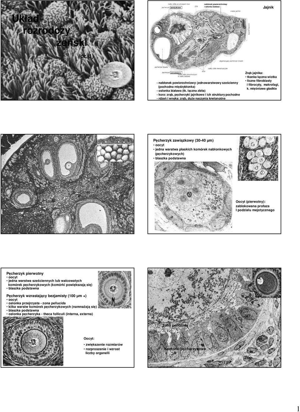 k. mięśniowe gładkie Pęcherzyk zawiązkowy (30-40 µm) jedna warstwa płaskich komórek nabłonkowych (pęcherzykowych) Oocyt (pierwotny): zablokowana profaza I podziału mejotycznego Pęcherzyk pierwotny