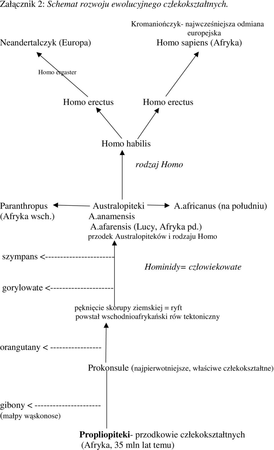 Australopiteki A.africanus (na południu) (Afryka wsch.) A.anamensis A.afarensis (Lucy, Afryka pd.