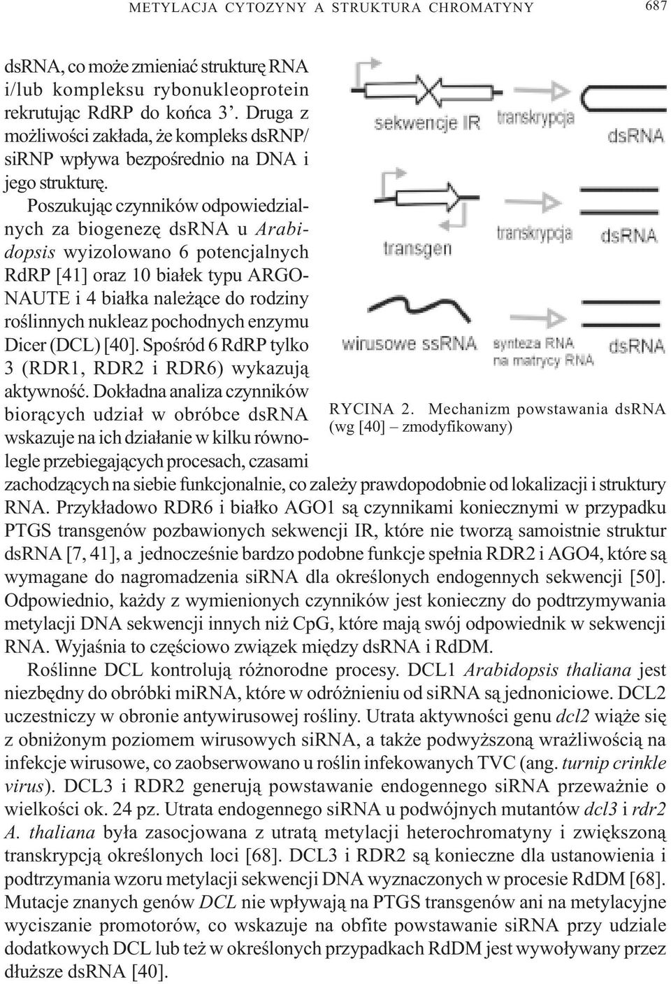 Poszukuj¹c czynników odpowiedzialnych za biogenezê dsrna u Arabidopsis wyizolowano 6 potencjalnych RdRP [41] oraz 10 bia³ek typu ARGO- NAUTE i 4 bia³ka nale ¹ce do rodziny roœlinnych nukleaz
