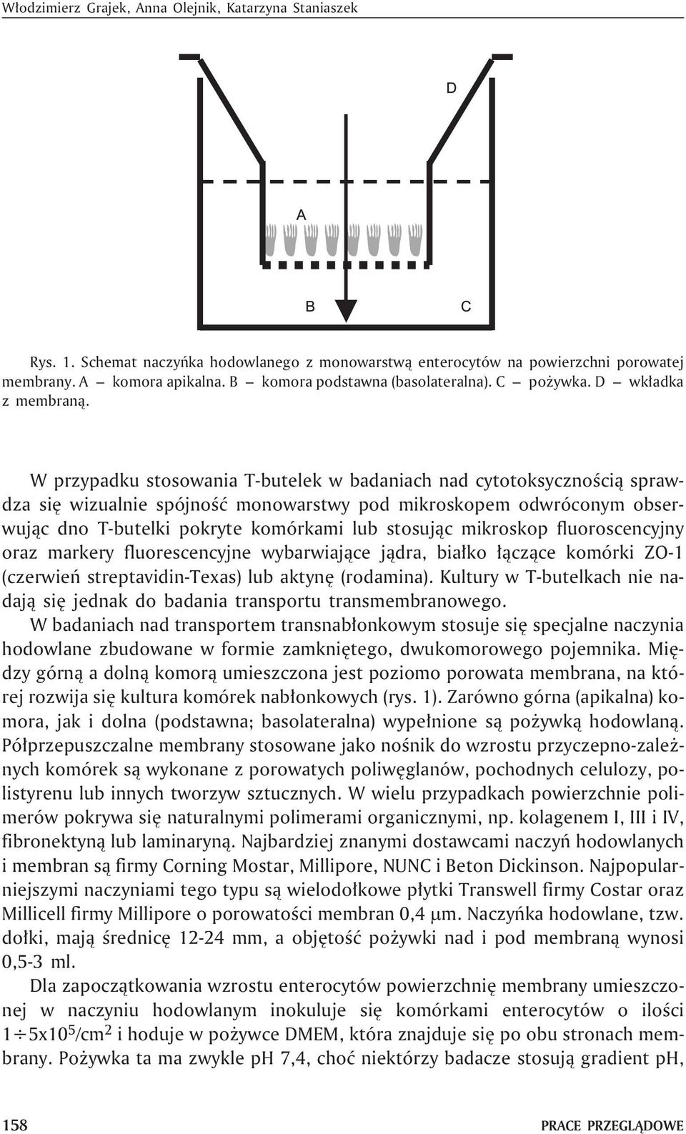 W przypadku stosowania T-butelek w badaniach nad cytotoksycznoœci¹ sprawdza siê wizualnie spójnoœæ monowarstwy pod mikroskopem odwróconym obserwuj¹c dno T-butelki pokryte komórkami lub stosuj¹c