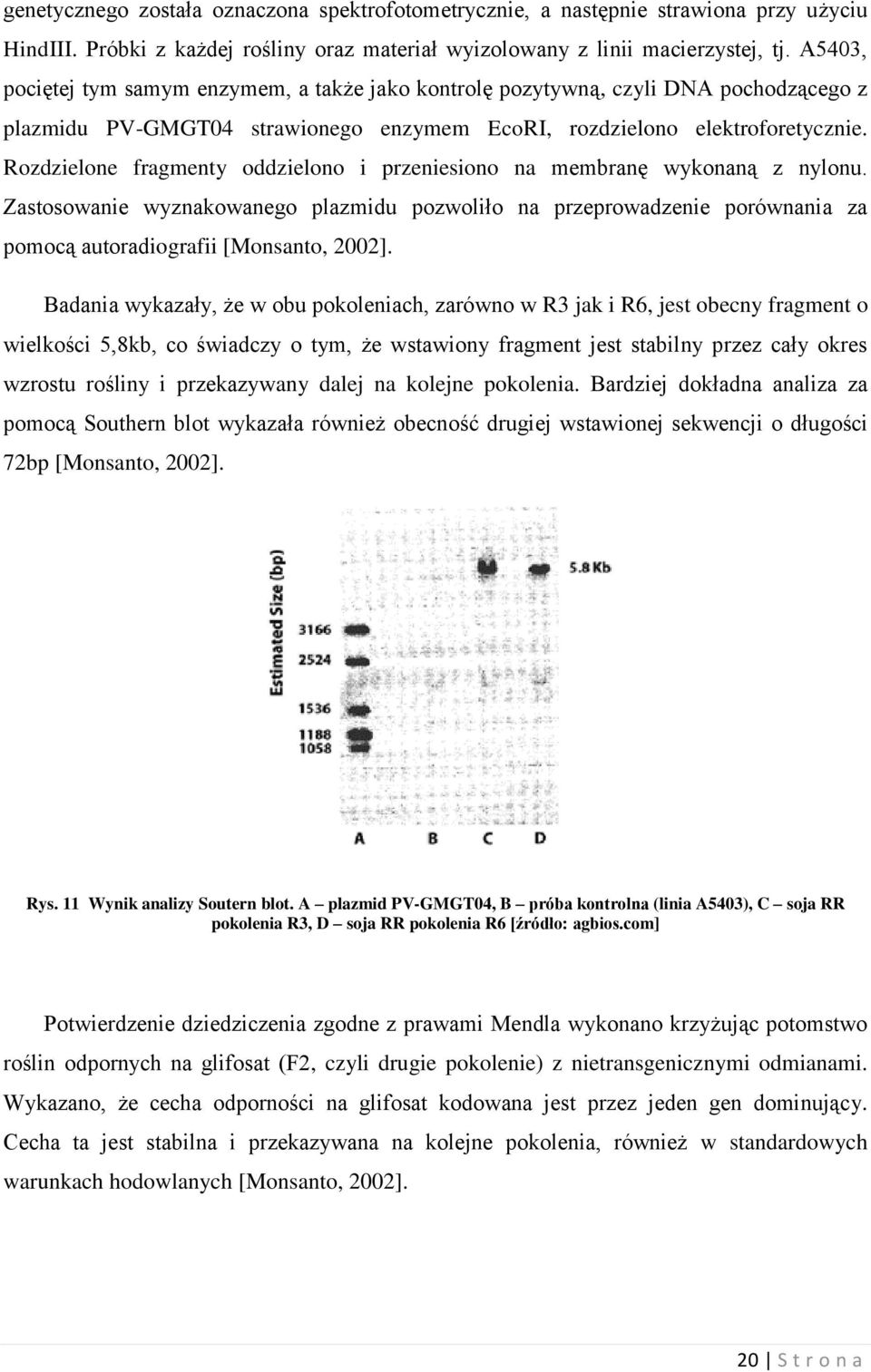 Rozdzielone fragmenty oddzielono i przeniesiono na membranę wykonaną z nylonu. Zastosowanie wyznakowanego plazmidu pozwoliło na przeprowadzenie porównania za pomocą autoradiografii [Monsanto, 2002].