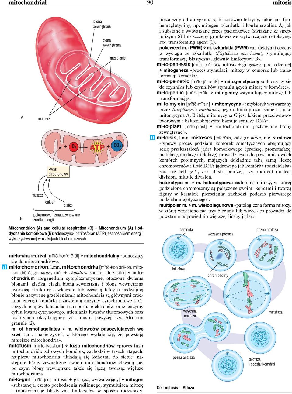 mitogen szkarłatki i konkanawalina A, jak i substancje wytwarzane przez paciorkowce (związane ze streptolizyną S) lub szczepy gronkowcowe wytwarzające a-toksynę» syn. transforming agent (1).