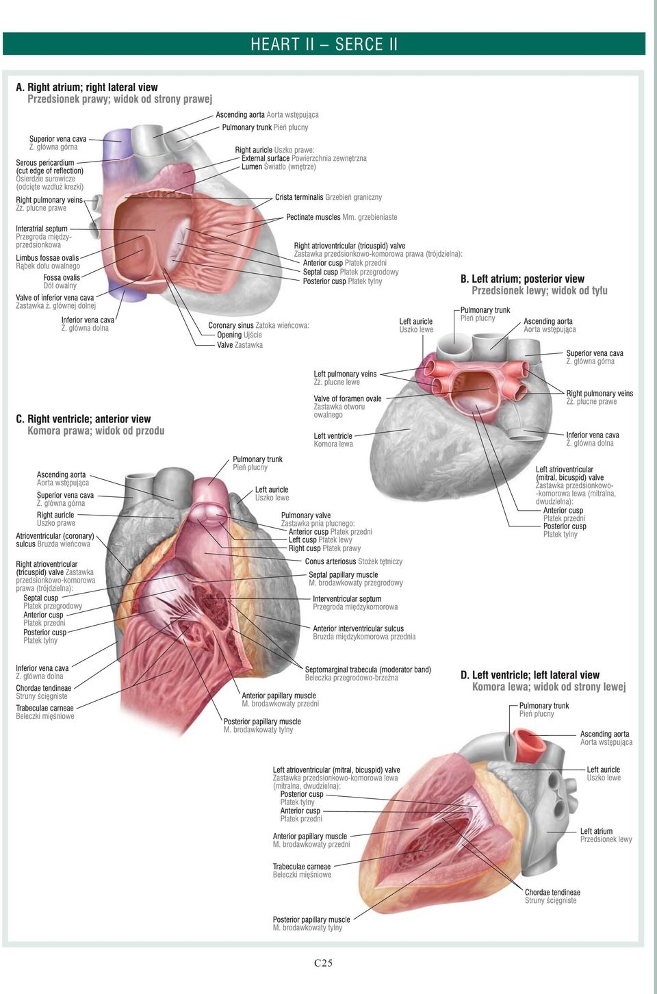 C25