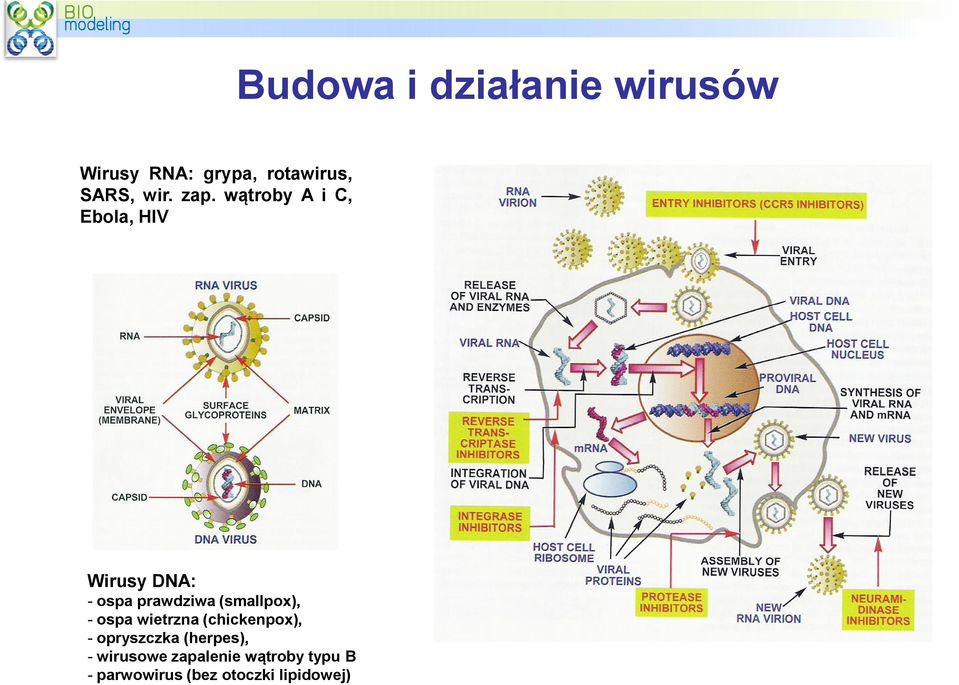 (smallpox), - ospa wietrzna (chickenpox), - opryszczka (herpes), -