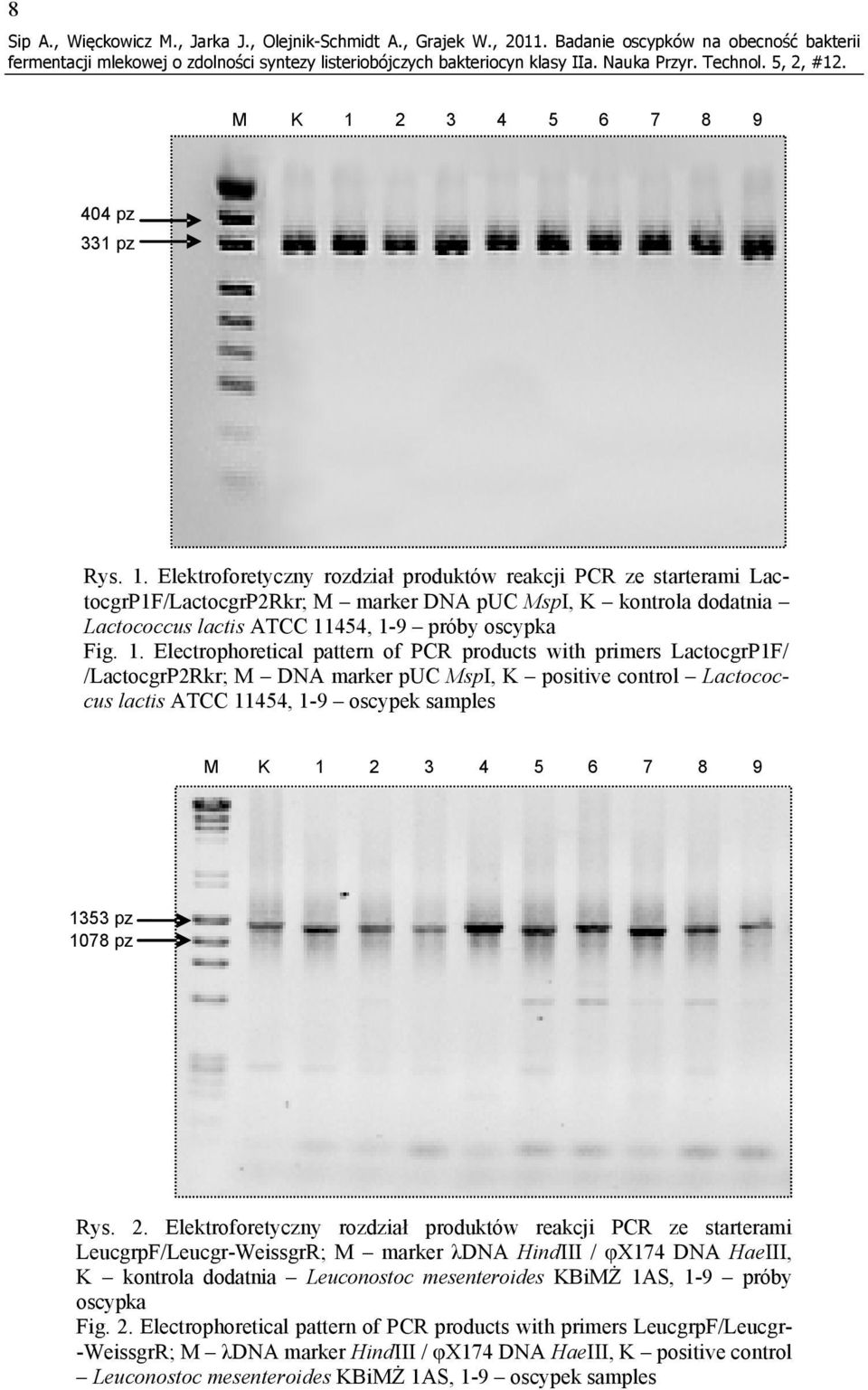 Elektroforetyczny rozdział produktów reakcji PCR ze starterami LactocgrP1F/LactocgrP2Rkr; M marker DNA puc MspI, K kontrola dodatnia Lactococcus lactis ATCC 11