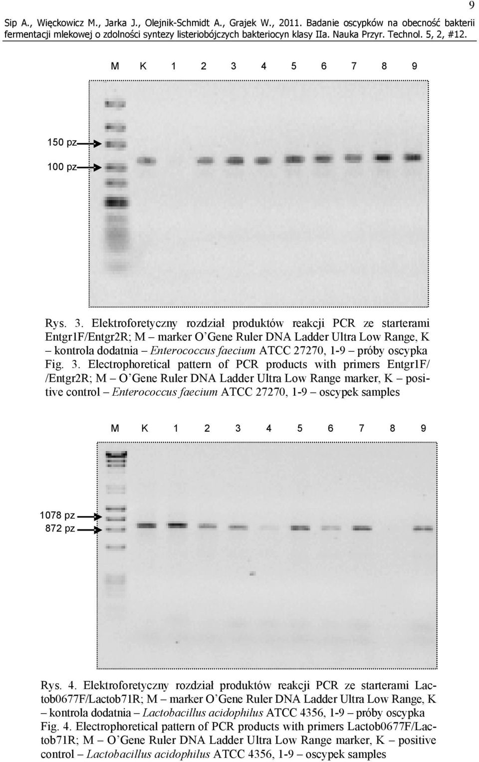 Elektroforetyczny rozdział produktów reakcji PCR ze starterami Entgr1F/Entgr2R; M marker O Gene Ruler DNA Ladder Ultra Low Range, K kontrola dodatnia Enterococcus faecium ATCC 27270, 1-9 próby