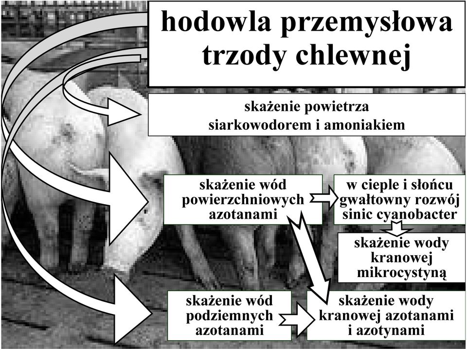 FLHSOHLVá FX JDáWU]M VLLF FDDFWHU VD HLH UDHM