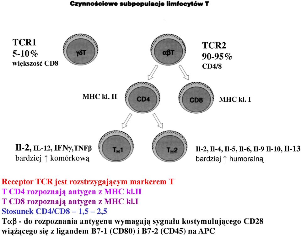 Receptor TCR jest rozstrzygającym markerem T T CD4 rozpoznają antygen z MHC kl.