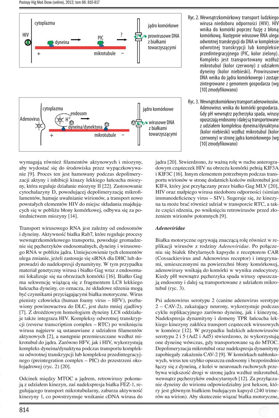 Następnie wirusowe RNA ulega odwrotnej transkrypcji do DNA w kompleksie odwrotnej transkrypcji lub kompleksie przedintegracyjnego (PIC, kolor zielony).