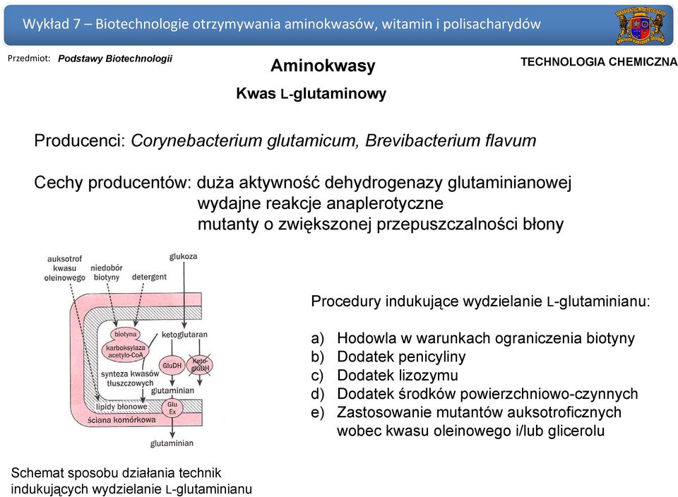 wydzielanie L-glutaminianu: a) Hodowla w warunkach ograniczenia biotyny b) Dodatek penicyliny c) Dodatek lizozymu d) Dodatek środków