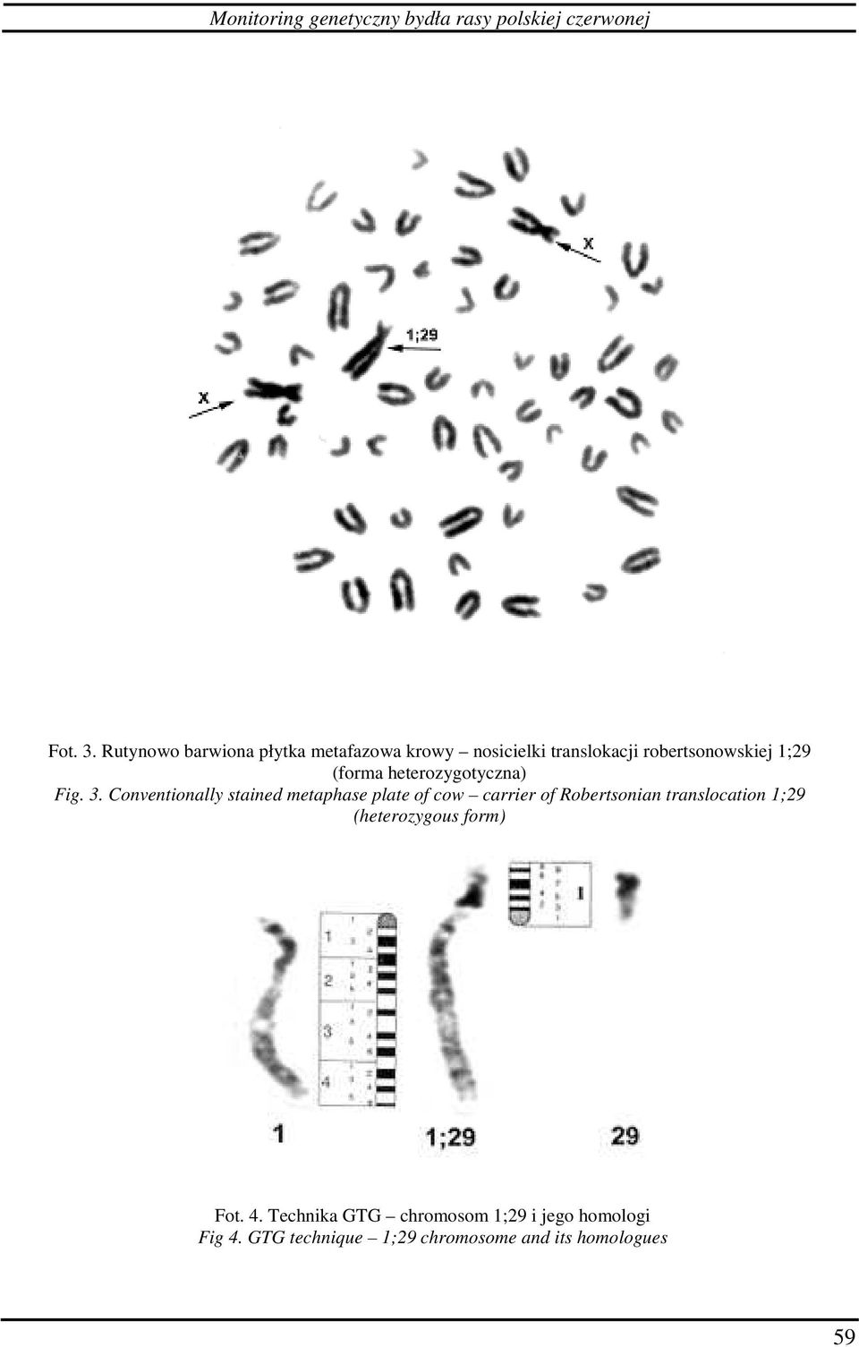 heterozygotyczna) Fig. 3.