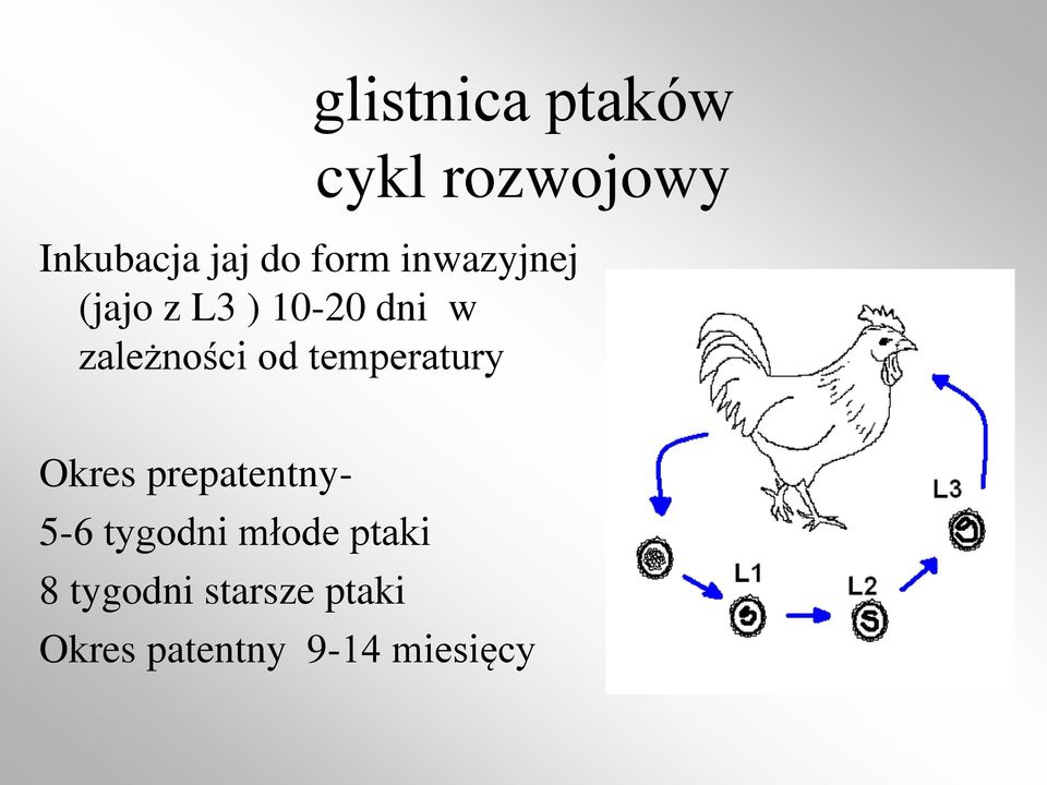 od temperatury Okres prepatentny- 5-6 tygodni młode