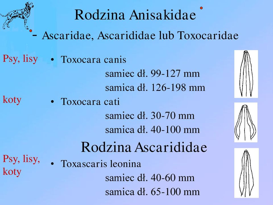 126-198 mm Toxocara cati samiec dł. 30-70 mm samica dł.