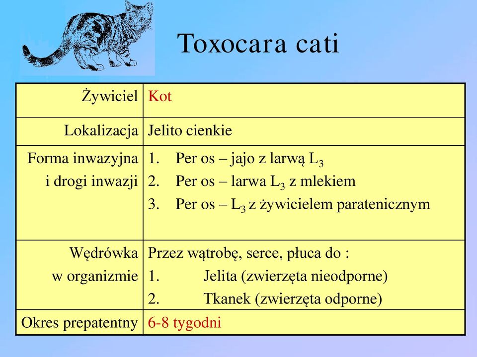 Per os L 3 z żywicielem paratenicznym Wędrówka Przez wątrobę, serce, płuca do : w