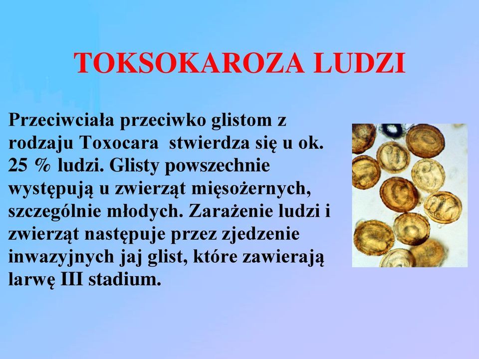 Glisty powszechnie występują u zwierząt mięsożernych, szczególnie