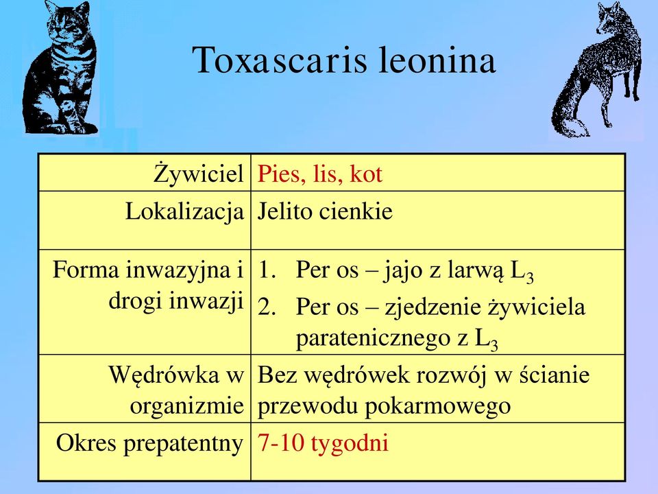 prepatentny 7-10 tygodni 1. Per os jajo z larwą L 3 2.