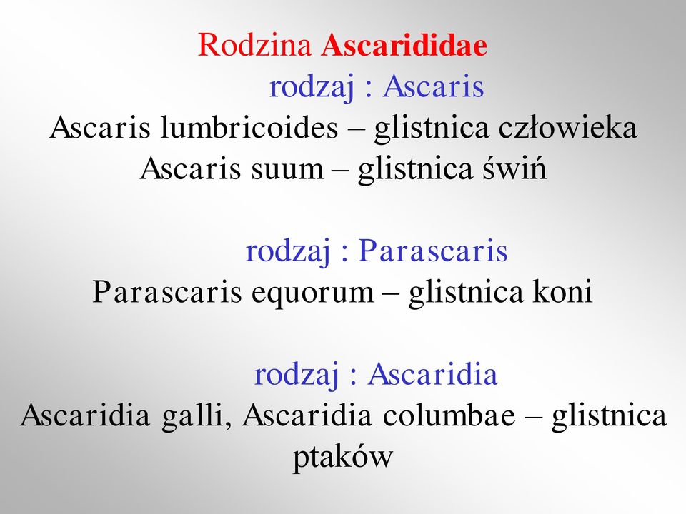 Parascaris Parascaris equorum glistnica koni rodzaj :