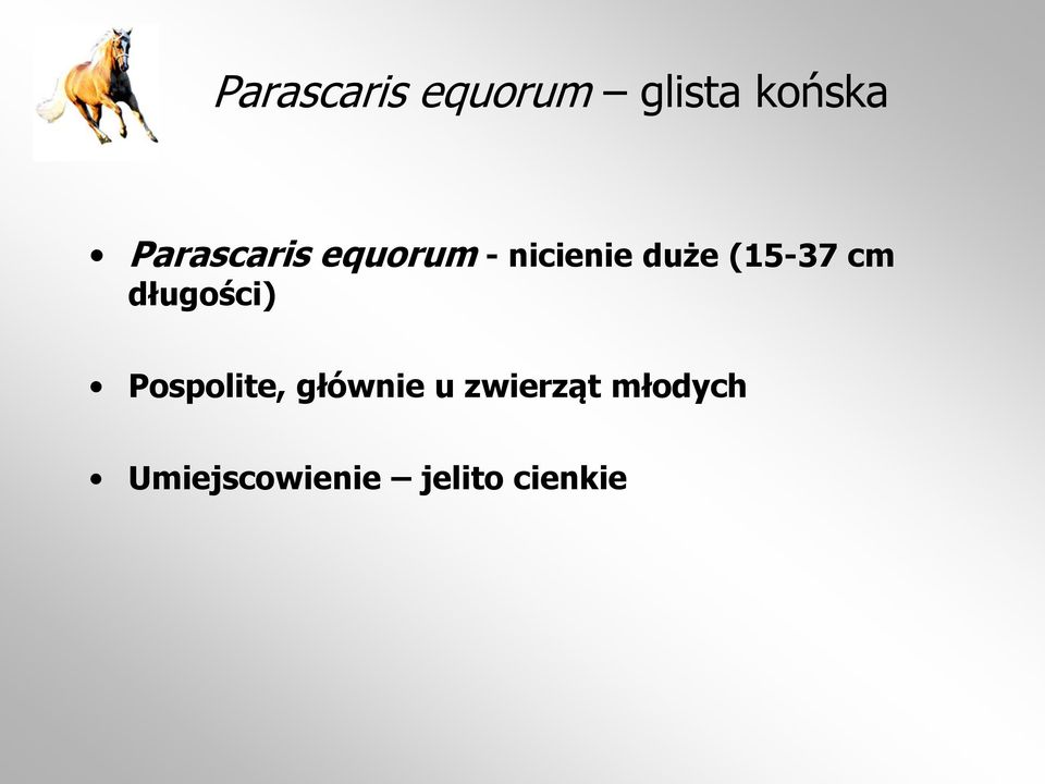 (15-37 cm długości) Pospolite, głównie