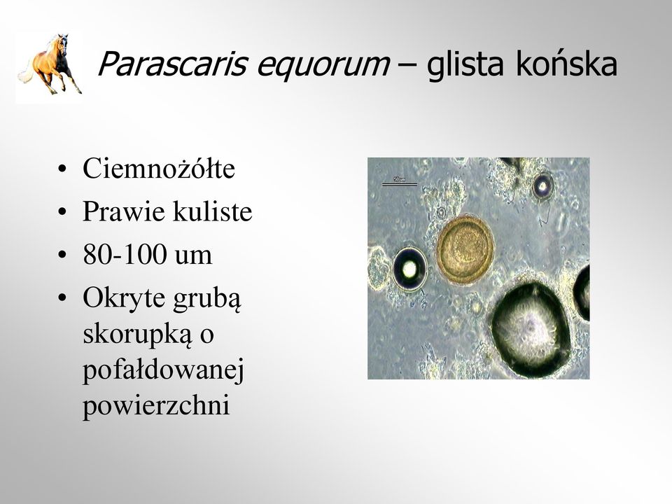 kuliste 80-100 um Okryte