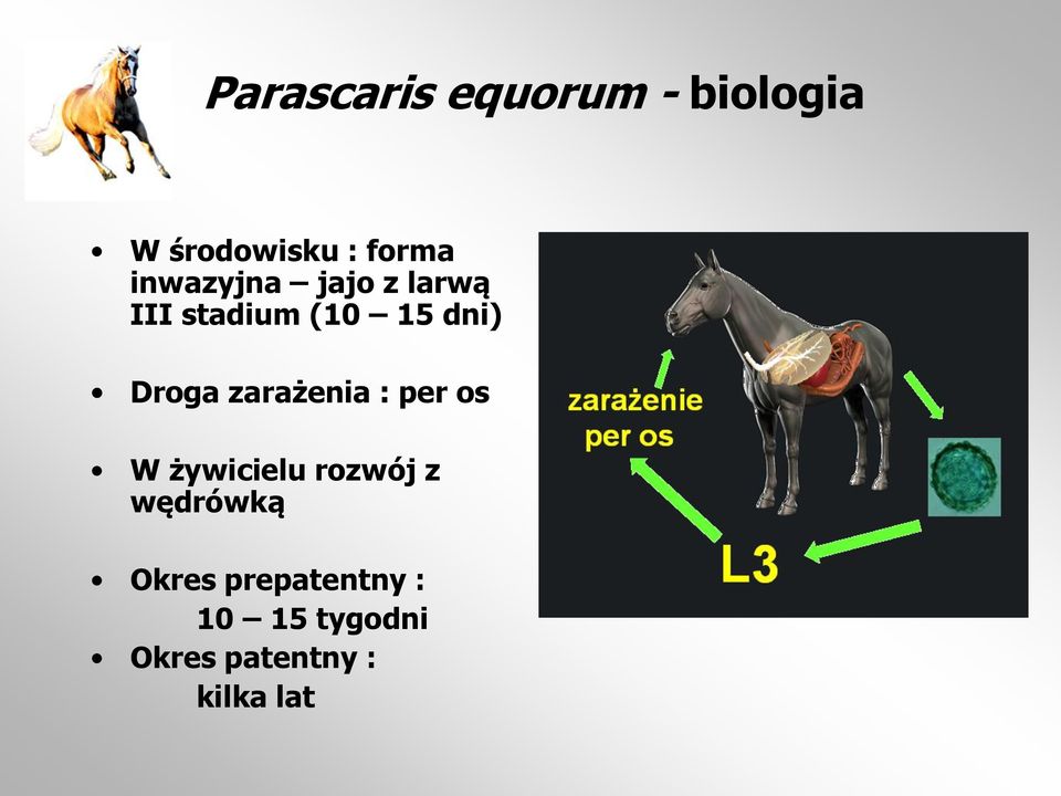 zarażenia : per os W żywicielu rozwój z wędrówką