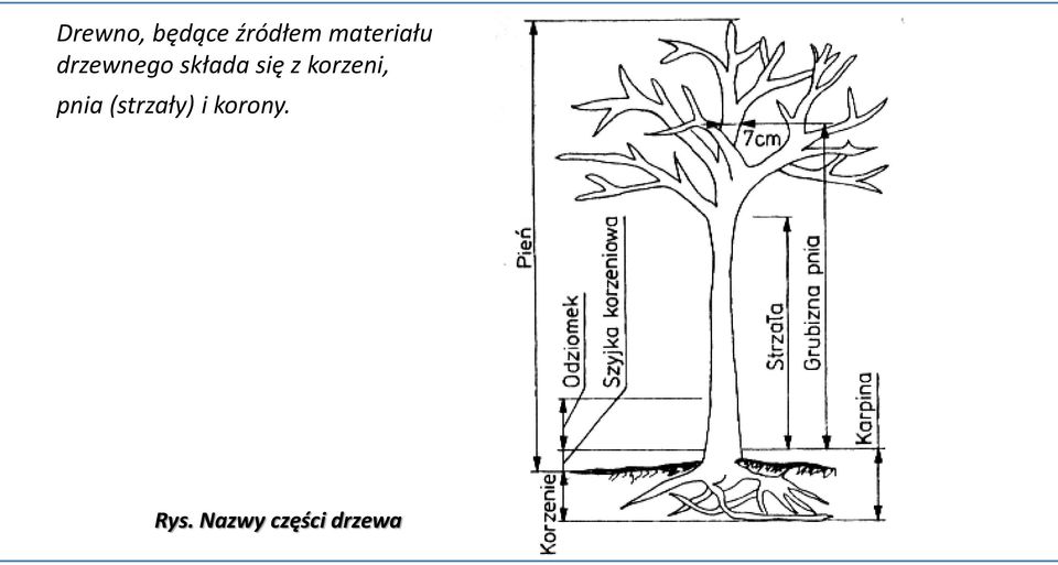 się z korzeni, pnia