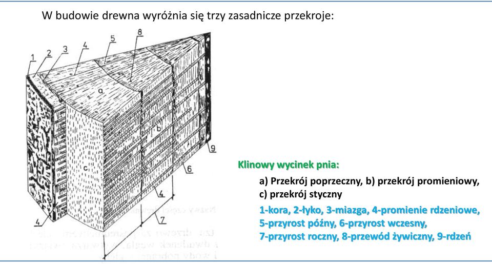 przekrój styczny 1-kora, 2-łyko, 3-miazga, 4-promienie rdzeniowe,