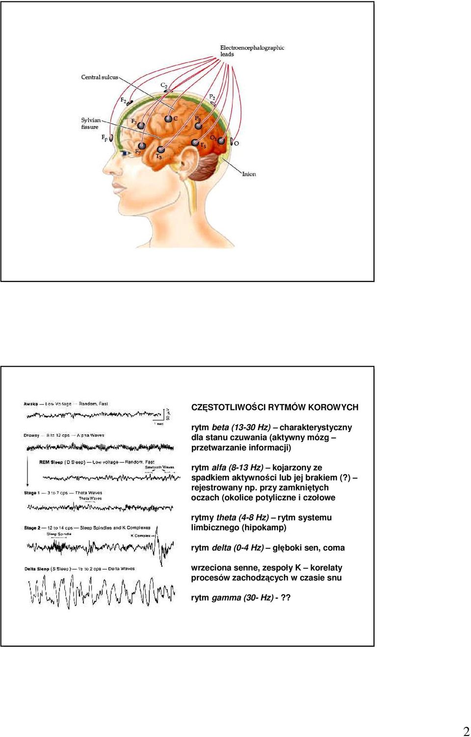 przy zamkniętych oczach (okolice potyliczne i czołowe rytmy theta (4-8 Hz) rytm systemu limbicznego (hipokamp) rytm