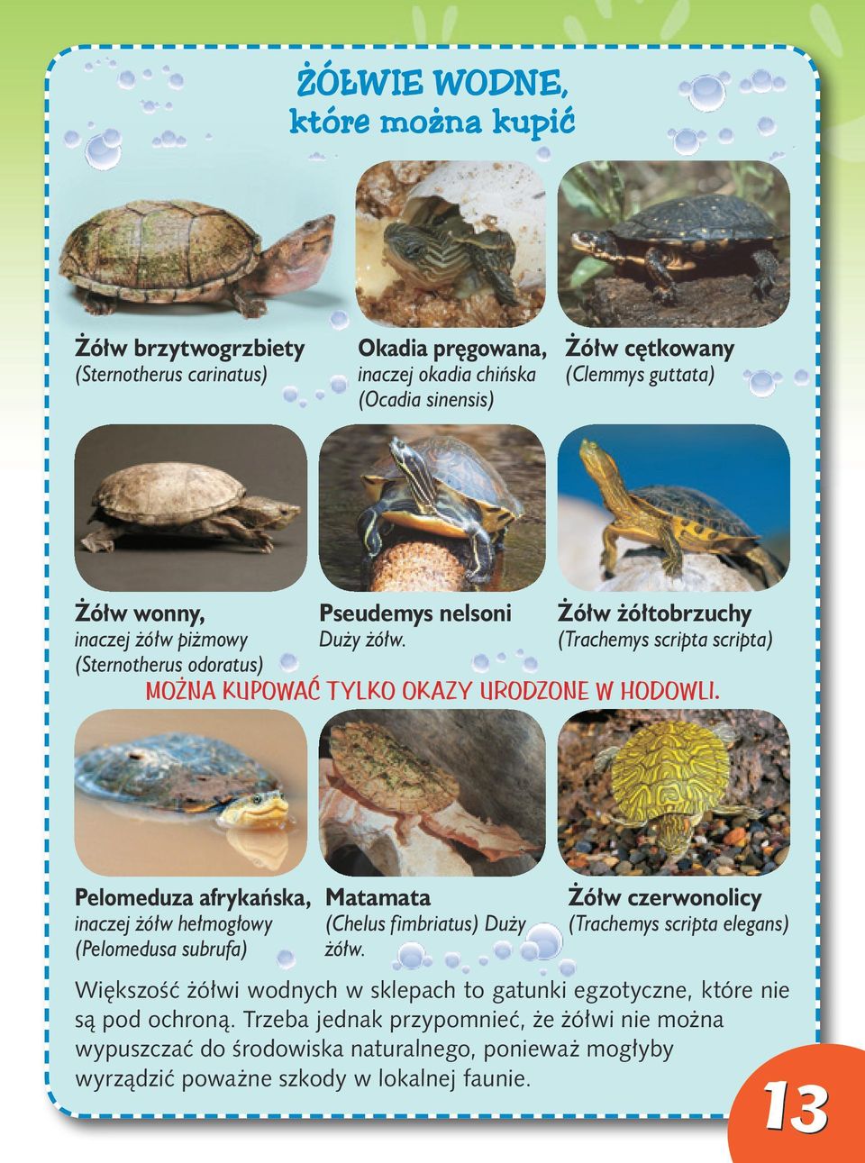 Pelomeduza afrykańska, Matamata inaczej żółw hełmogłowy (Pelomedusa subrufa) (Chelus fimbriatus) Duży żółw.