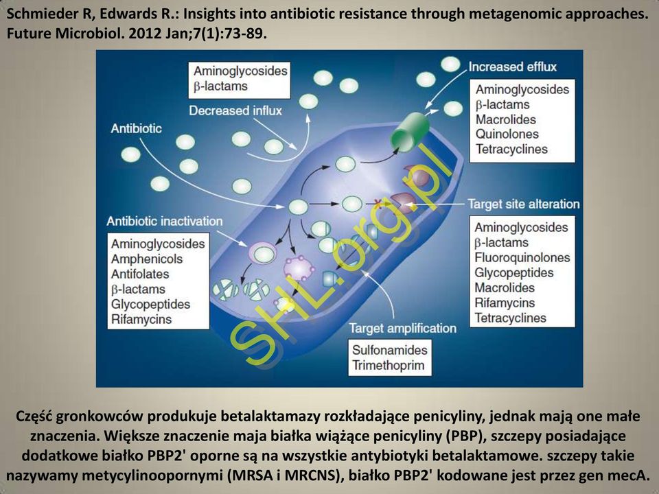 pl SHL.org.pl Część gronkowców produkuje betalaktamazy rozkładające penicyliny, jednak mają one małe znaczenia.