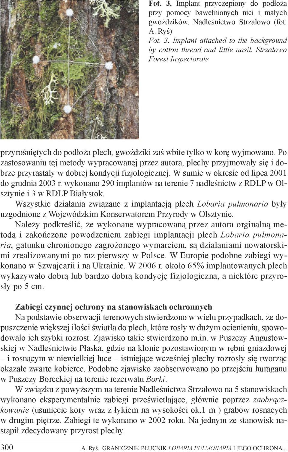 Po zastosowaniu tej metody wypracowanej przez autora, plechy przyjmowały się i dobrze przyrastały w dobrej kondycji fizjologicznej. W sumie w okresie od lipca 2001 do grudnia 2003 r.