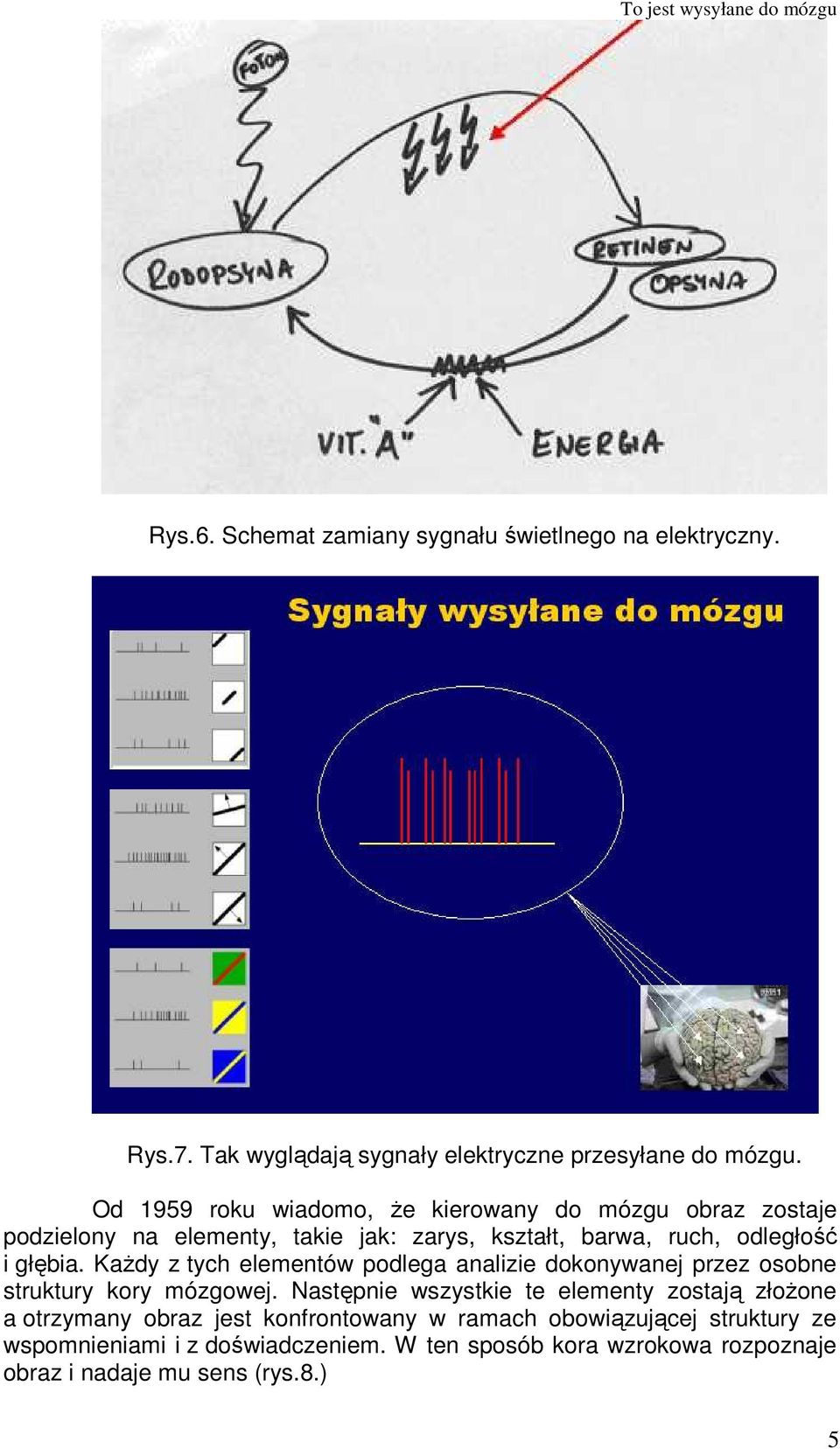 KaŜdy z tych elementów podlega analizie dokonywanej przez osobne struktury kory mózgowej.