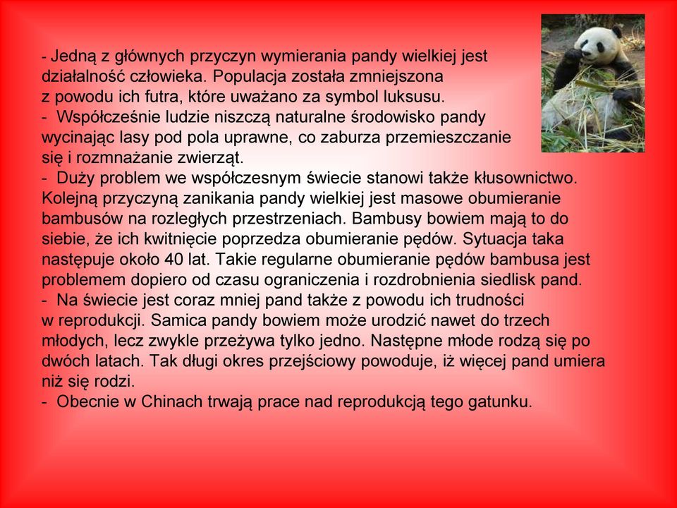 - Duży problem we współczesnym świecie stanowi także kłusownictwo. Kolejną przyczyną zanikania pandy wielkiej jest masowe obumieranie bambusów na rozległych przestrzeniach.