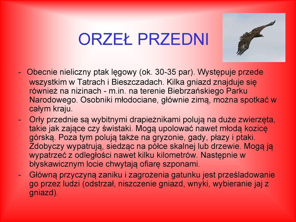 - Orły przednie są wybitnymi drapieżnikami polują na duże zwierzęta, takie jak zające czy świstaki. Mogą upolować nawet młodą kozicę górską. Poza tym polują także na gryzonie, gady, płazy i ptaki.